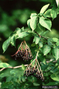 Elderberry (Containerized)