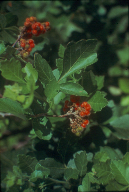 Fragrant Sumac (Containerized)