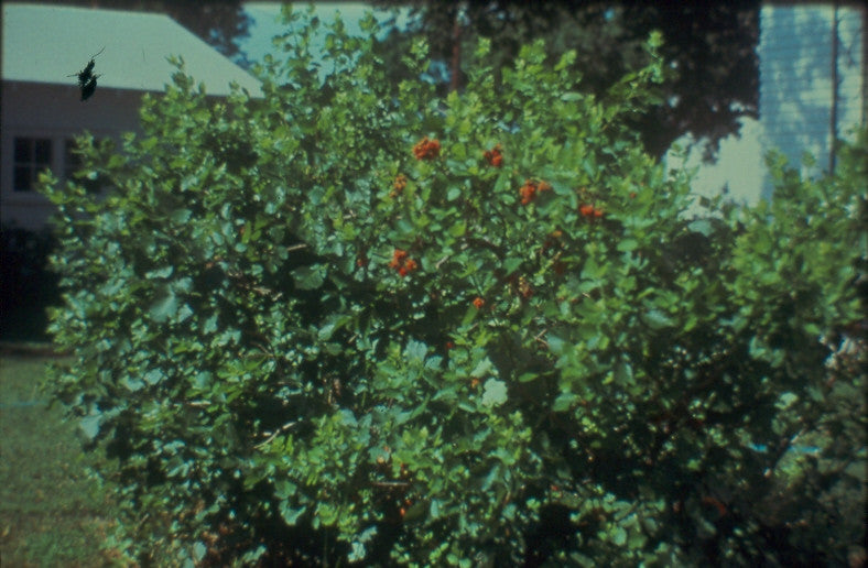 Fragrant Sumac