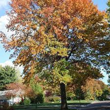 Pin Oak (Containerized)