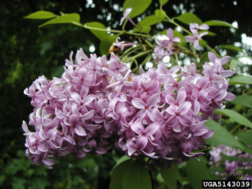 Lilac