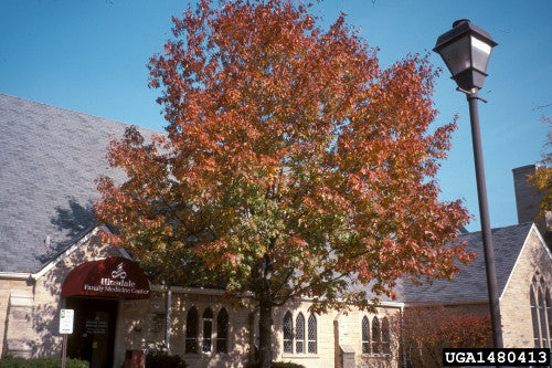 Northern Red Oak (Containerized)