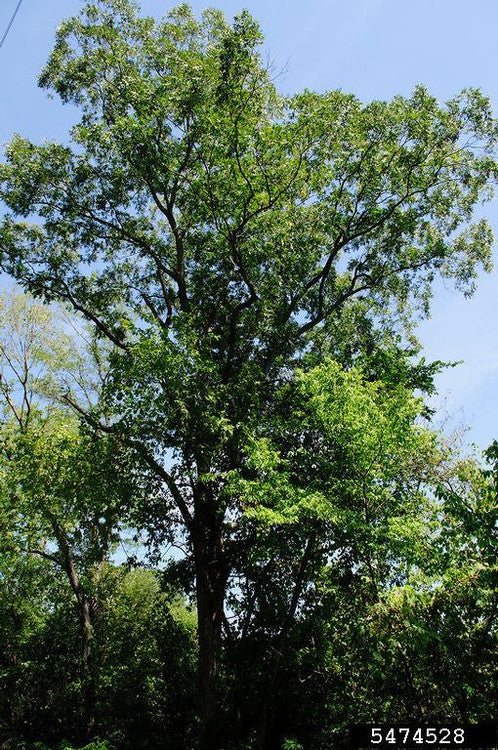 Pecan (Containerized)