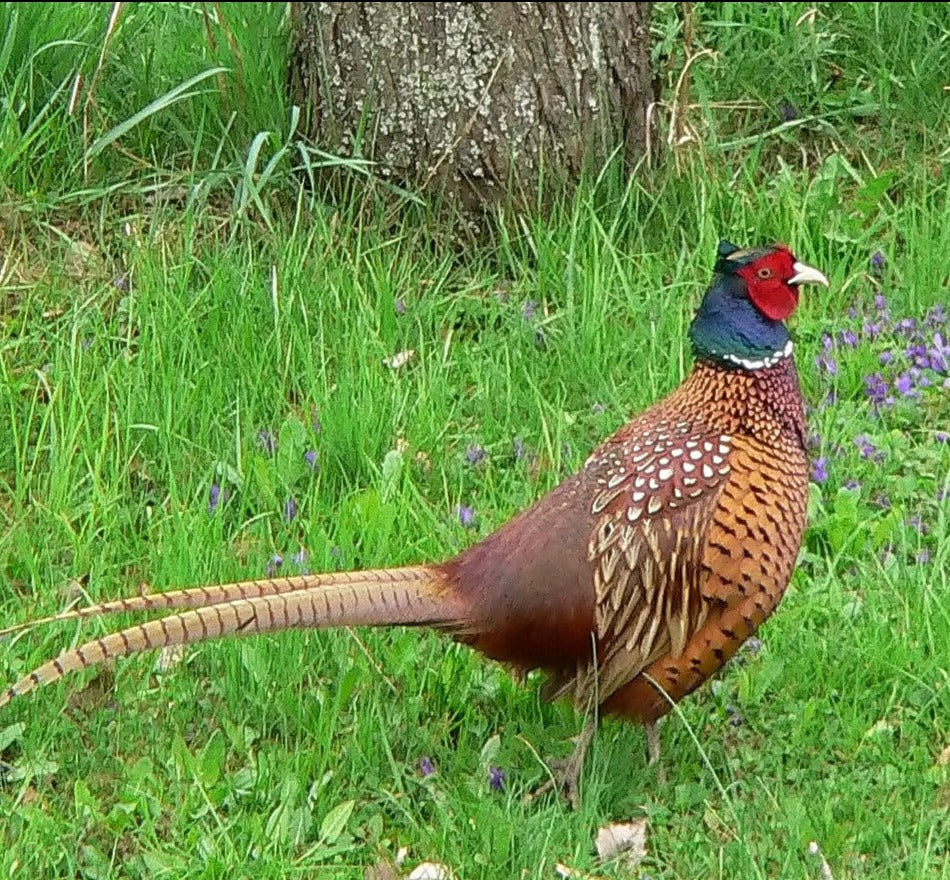 Pheasant Bundle