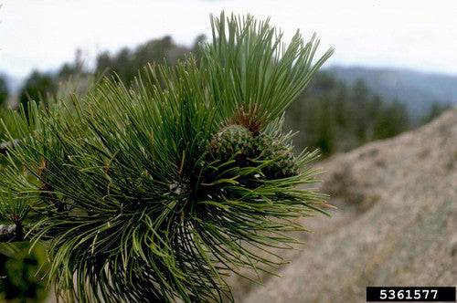 Ponderosa Pine