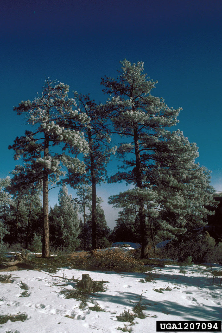 Ponderosa Pine