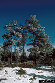 Ponderosa Pine (Containerized)