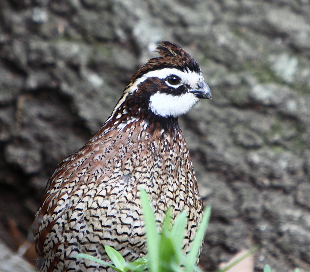 Quail Bundle