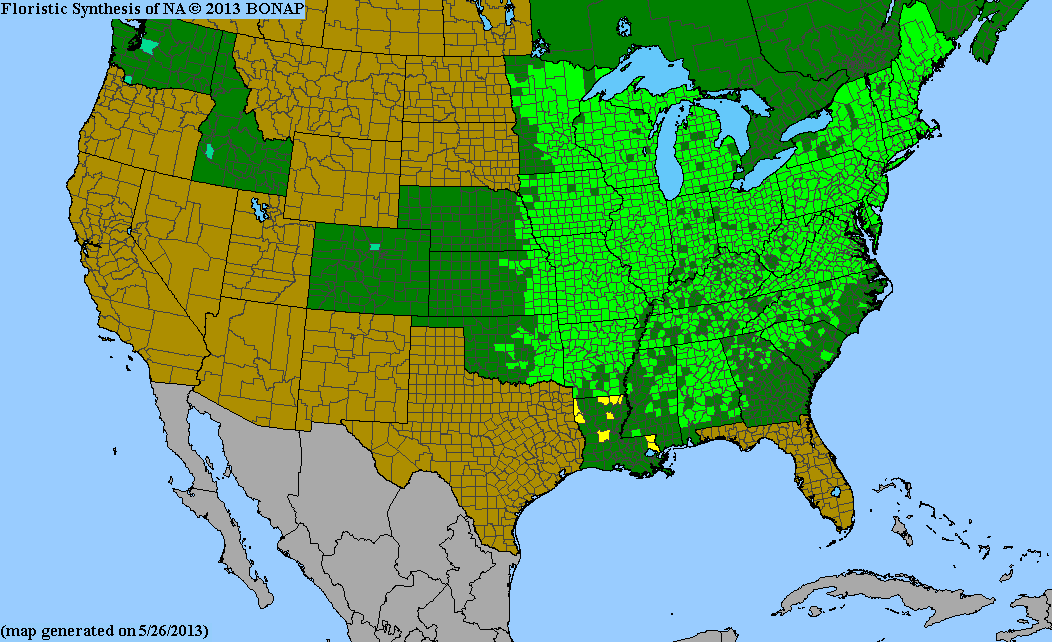 Northern Red Oak (Containerized)