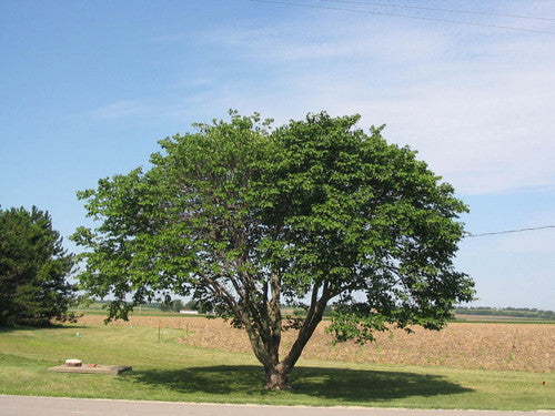 Redbud (Containerized)