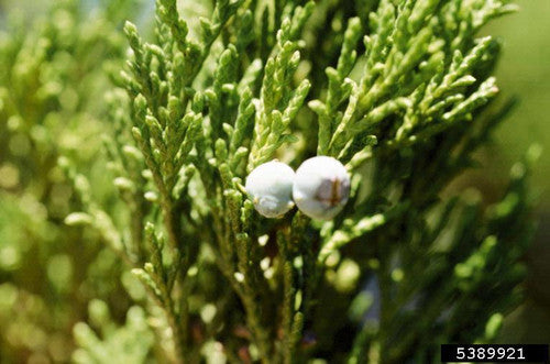 Rocky Mountain Juniper