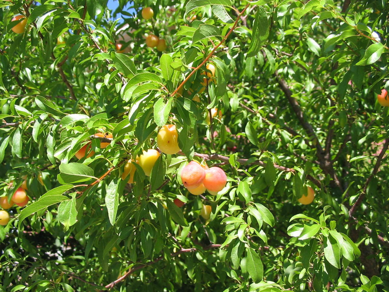 Sandhill Plum