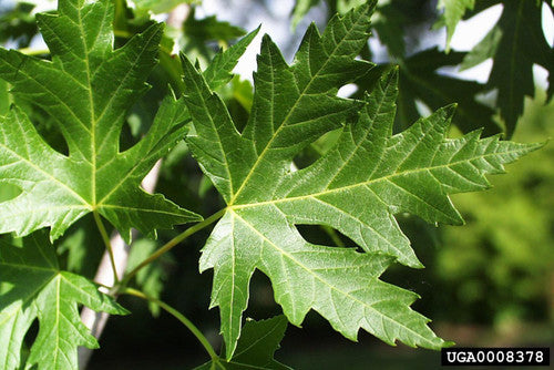 Silver Maple