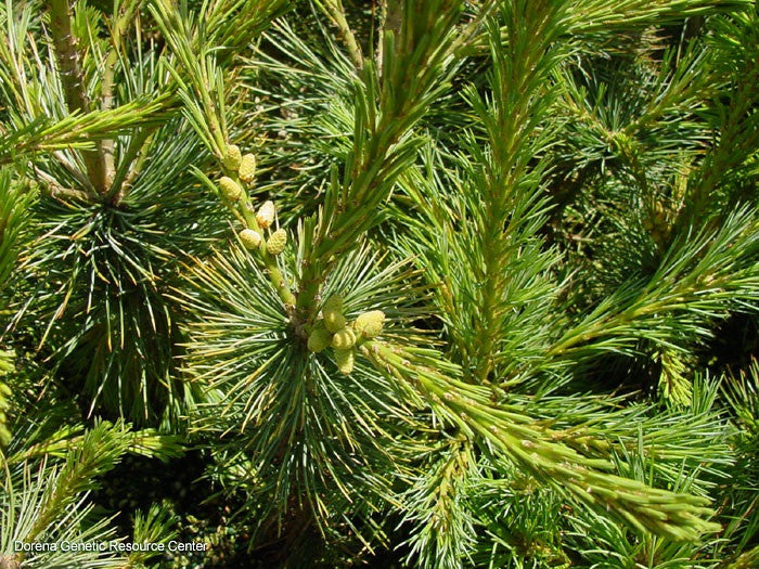 Southwestern White Pine (Containerized)