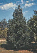 Southwestern White Pine