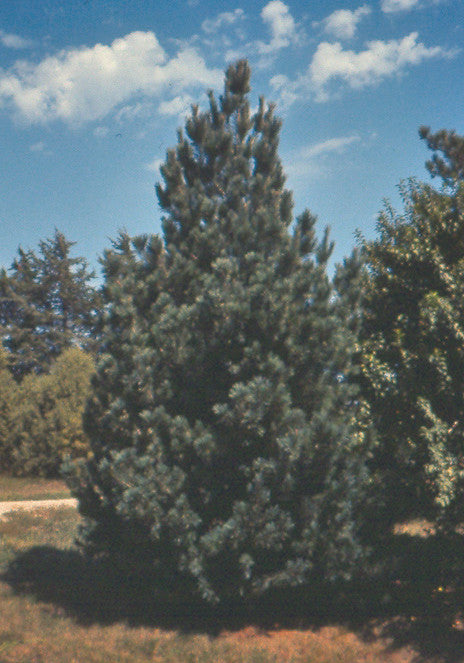 Southwestern White Pine (Containerized)