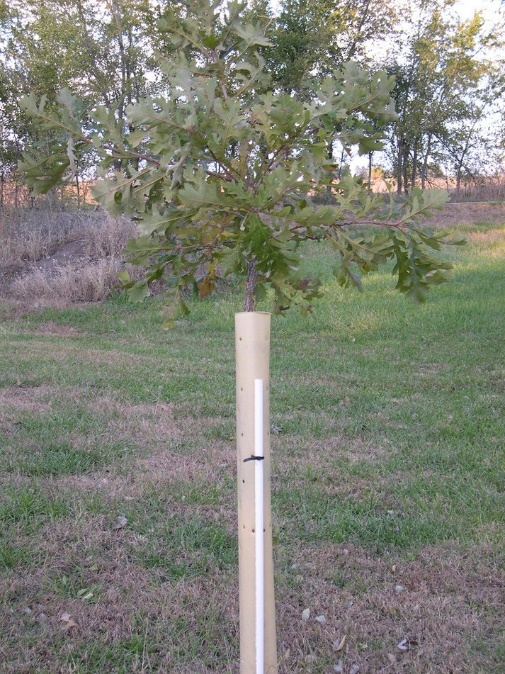5' Tree Tubes (Stakes sold separately) – Kansas Forest Service