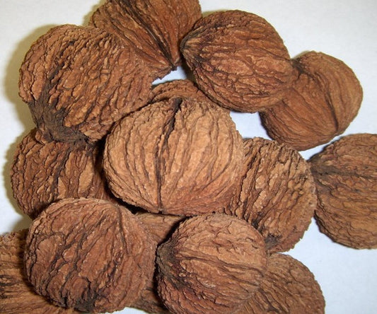 Black Walnut Seed